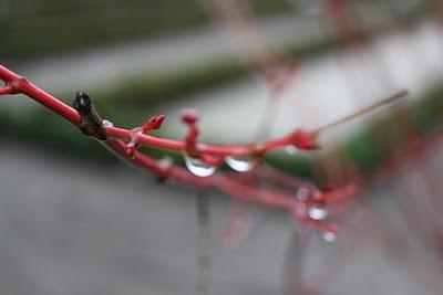 Flores de Invierno