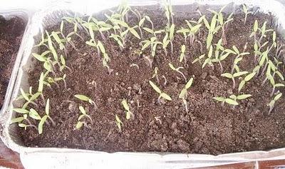 La Germinación - diseminación consciente La Germinación - diseminación consciente
