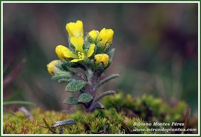 Alyssum simplex Rudolphi