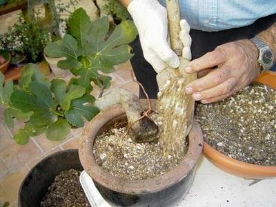 Desarrollo de las Plantas Desarrollo de las Plantas