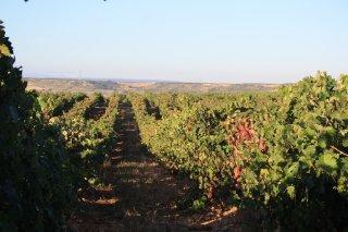 Viñedo de Bodegas Campo Viejo