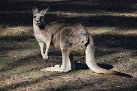 AUSTRALIA (I) - Outback - Aborígenes AUSTRALIA (I) - Outback - Aborígenes