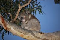 Koala Koala