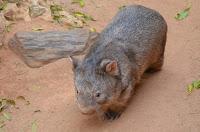 AUSTRALIA (I) - Outback - Aborígenes AUSTRALIA (I) - Outback - Aborígenes