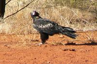 AUSTRALIA (I) - Outback - Aborígenes AUSTRALIA (I) - Outback - Aborígenes
