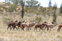 AUSTRALIA (I) - Outback - Aborígenes AUSTRALIA (I) - Outback - Aborígenes