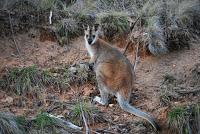 AUSTRALIA (I) - Outback - Aborígenes AUSTRALIA (I) - Outback - Aborígenes