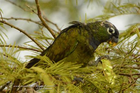 Loro maitaca (Scaly-headed parrot) Pionus maximiliani