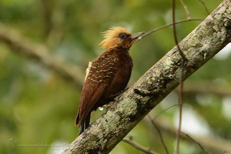 Carpintero copete pajizo (Pale-crested Woodpecker) Celeus lugubris