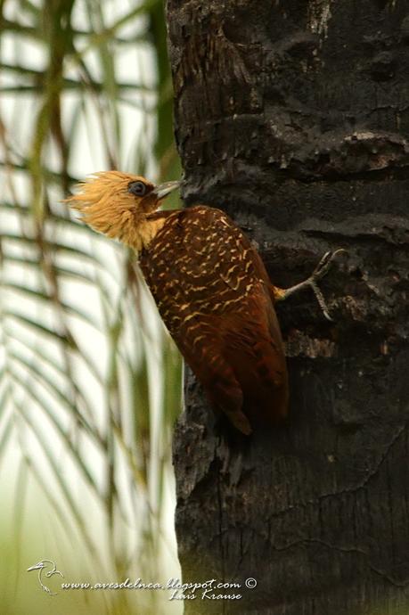 Carpintero copete pajizo (Pale-crested Woodpecker) Celeus lugubris