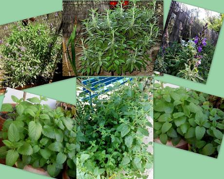 Salvia y Mejorana. Plantas aromáticas y medicinales 2 ª parte