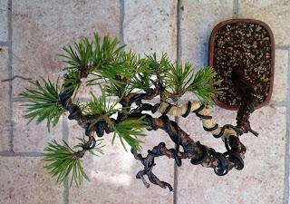 Pino Albar - un año después del trasplante (mi talón de Aquiles) Pino Albar - un año después del trasplante (mi talón de Aquiles)