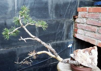 Pino Albar - un año después del trasplante (mi talón de Aquiles) Pino Albar - un año después del trasplante (mi talón de Aquiles)