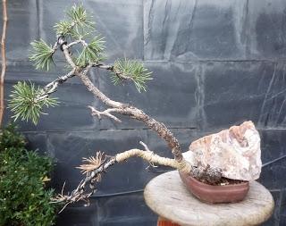 Pino Albar - un año después del trasplante (mi talón de Aquiles) Pino Albar - un año después del trasplante (mi talón de Aquiles)