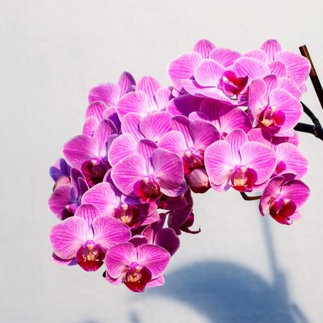 Las Orquídeas: fuentes de energía