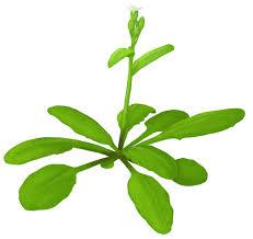 Preparando el viaje a Marte. Seedling Growth-3 Preparando el viaje a Marte. Seedling Growth-3