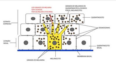 PROCESO DE FORMACIÓN DE MELANINA melanina