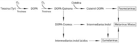 PROCESO DE FORMACIÓN DE MELANINA sintesis melanina