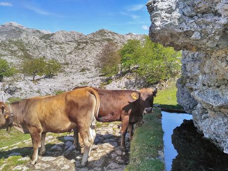 Majadas del Cornión y Canto Ceñal