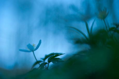 Andrea Gulickx, fotografía macro de una naturaleza mágica