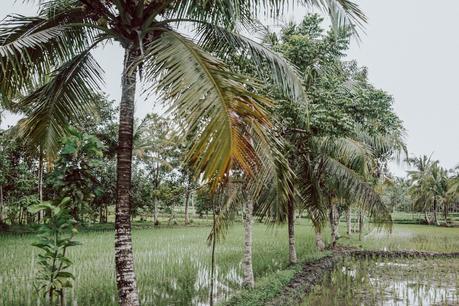 Lombok II