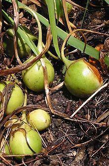 Planta Mandrágora y sus usos en la historia