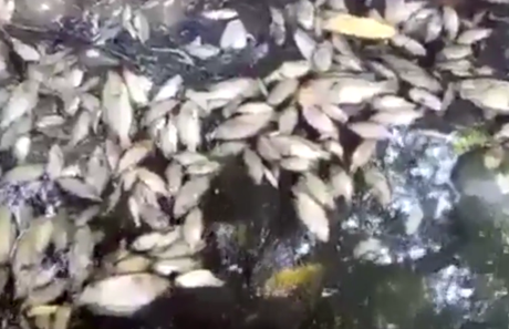 Denuncian ecocidio en la Huasteca Potosina; mueren miles de peces