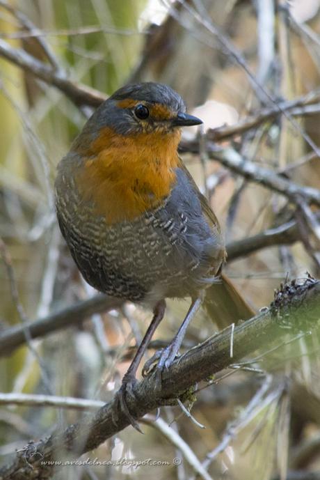 Chucao (Chucao Tapaculo) Scelorchilus rubecula (Kittlitz, 1830) Chucao (Chucao Tapaculo) Scelorchilus rubecula (Kittlitz, 1830)