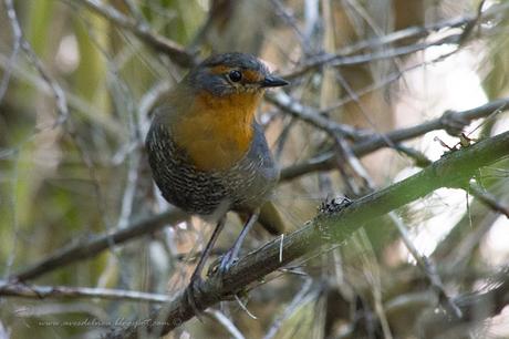 Chucao (Chucao Tapaculo) Scelorchilus rubecula (Kittlitz, 1830) Chucao (Chucao Tapaculo) Scelorchilus rubecula (Kittlitz, 1830)