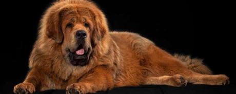 El perro más caro del mundo El perro más caro del mundo