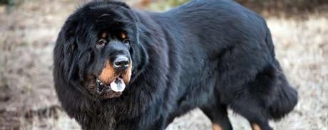 El perro más caro del mundo El perro más caro del mundo