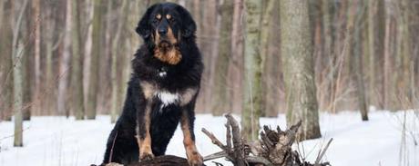 El perro más caro del mundo El perro más caro del mundo