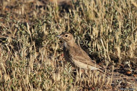 Caminera común (Geositta cunicularia)