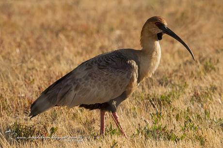 Bandurria Austral (Black-faced Ibis) Theristicus melanopis (Gmelin, 1789)