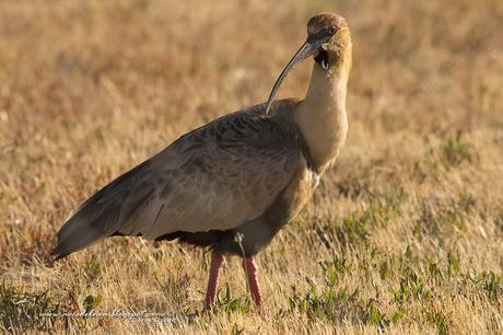 Bandurria Austral (Black-faced Ibis) Theristicus melanopis (Gmelin, 1789)