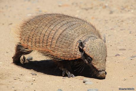 Peludo (Chaetophractus villosus)