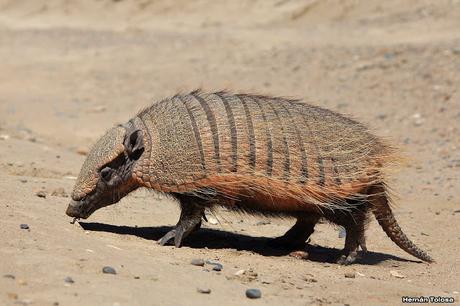 Peludo (Chaetophractus villosus)