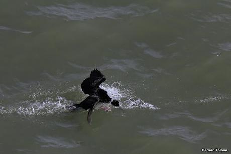 Anidación de los cormoranes cuello negro