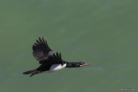 Anidación de los cormoranes cuello negro