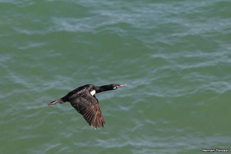 Anidación de los cormoranes cuello negro