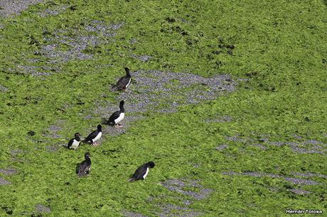 Anidación de los cormoranes cuello negro