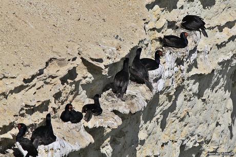 Anidación de los cormoranes cuello negro