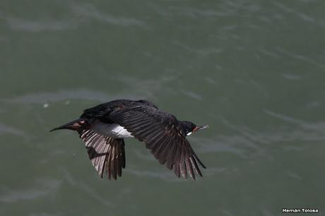 Anidación de los cormoranes cuello negro