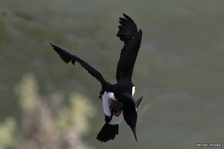 Anidación de los cormoranes cuello negro