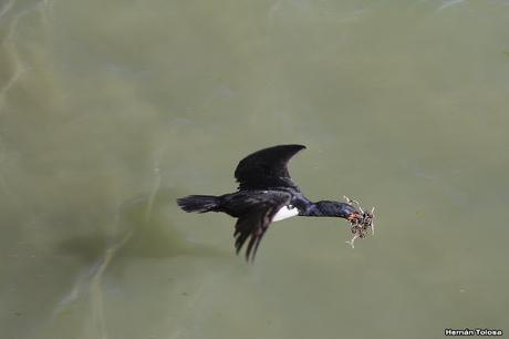 Anidación de los cormoranes cuello negro
