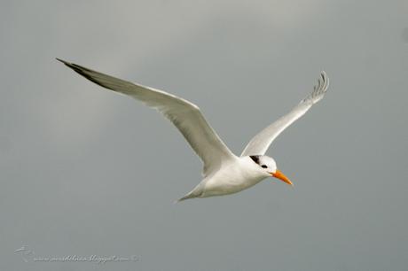 Gaviotín Real (Royal Tern) Thalasseus maximus (Boddaert, 1783)