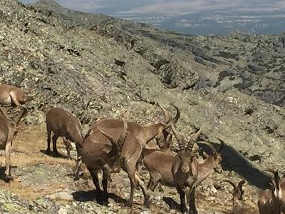 De Las Batuecas y la Peña de Francia a la Sierra de Gata ...