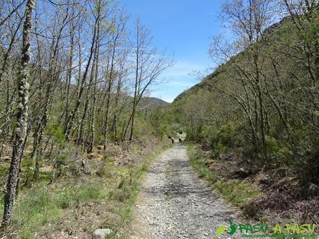 Ruta al Mustallar: Pista entre árboles