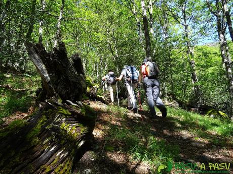 Ruta al Mustallar: Bosque en el Reventón