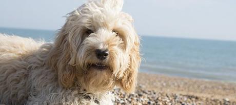 6 consejos top para mantener fresco a tu perro en verano